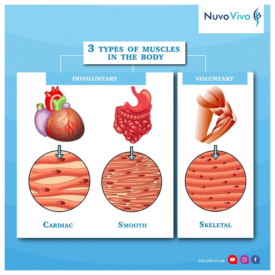 3 Types Of Muscles In The Body