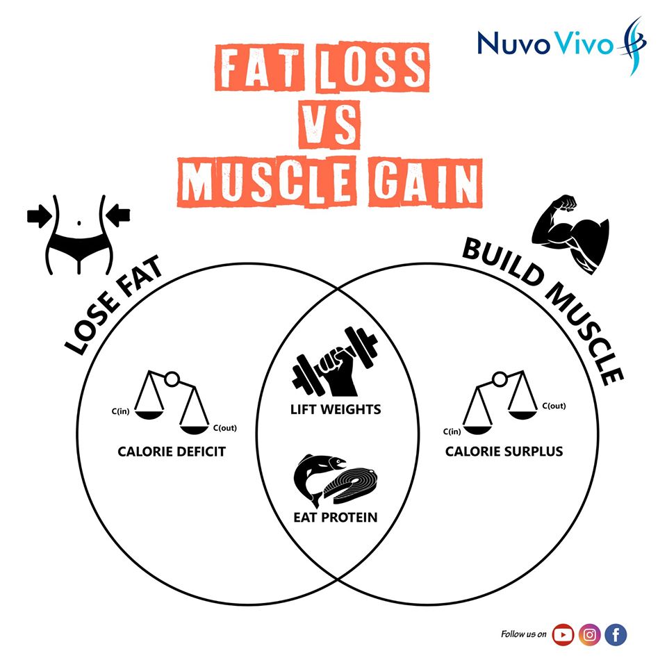 Fat Loss vs Muscle Gain